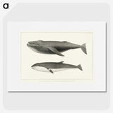 1-2_Charles-Melville-Scammon_picture