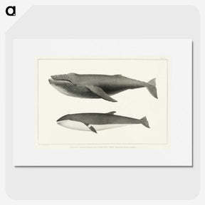 1-2_Charles-Melville-Scammon_picture