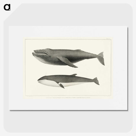 1-2_Charles-Melville-Scammon_picture