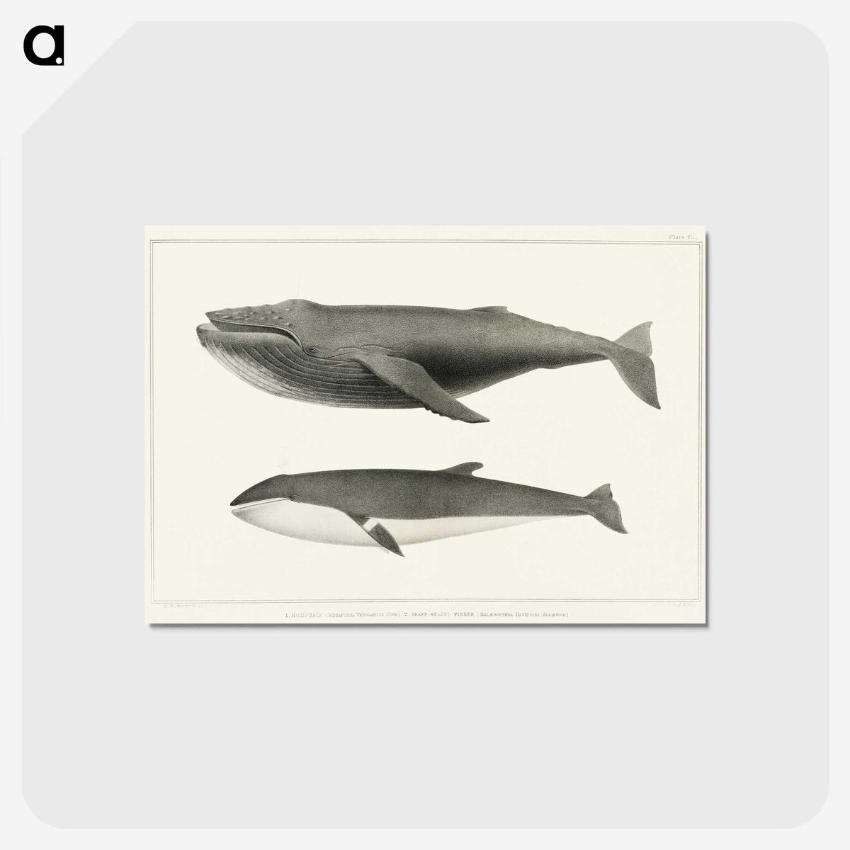 1-2_Charles-Melville-Scammon_postcard