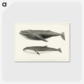1-2_Charles-Melville-Scammon_postcard