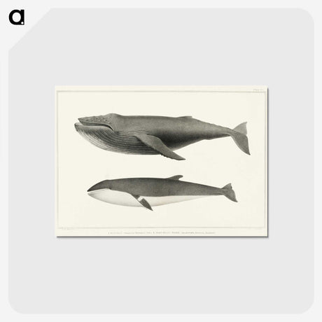 1-2_Charles-Melville-Scammon_postcard