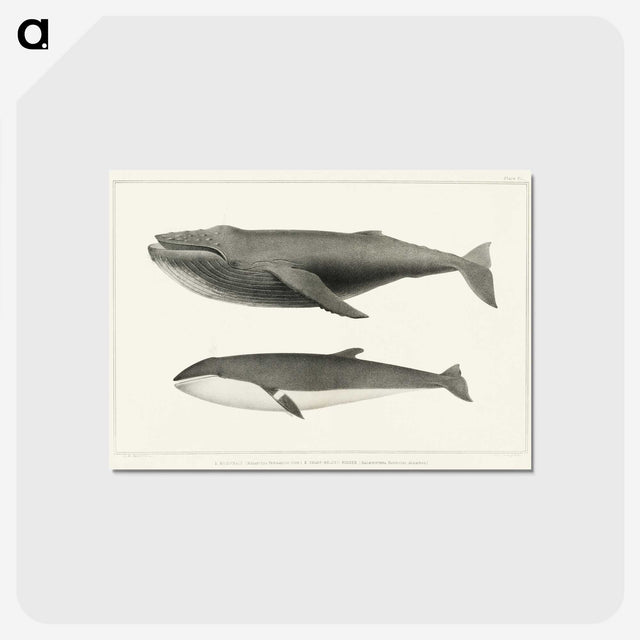 1-2_Charles-Melville-Scammon_postcard