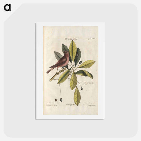 アートポストカード-Bird and plants illustration - イー ララ Postcard.
