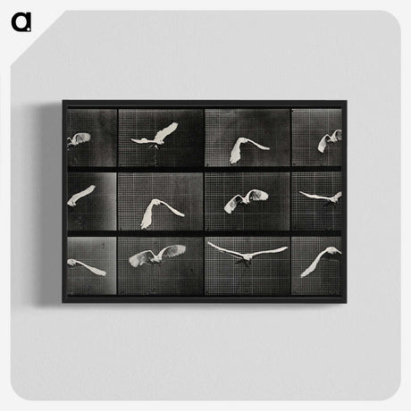 1-2_Eadweard-Muybridge_blk-crop