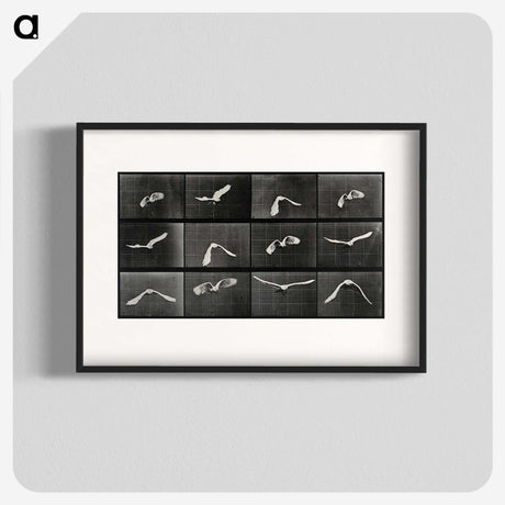 1-2_Eadweard-Muybridge_blk