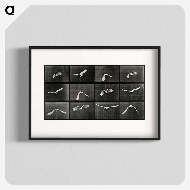 1-2_Eadweard-Muybridge_blk