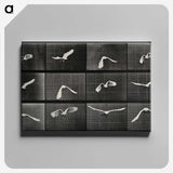 1-2_Eadweard-Muybridge_canvas