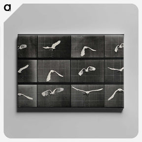 1-2_Eadweard-Muybridge_canvas