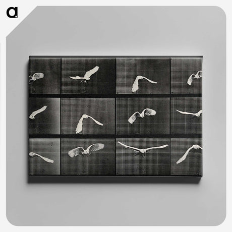 1-2_Eadweard-Muybridge_canvas