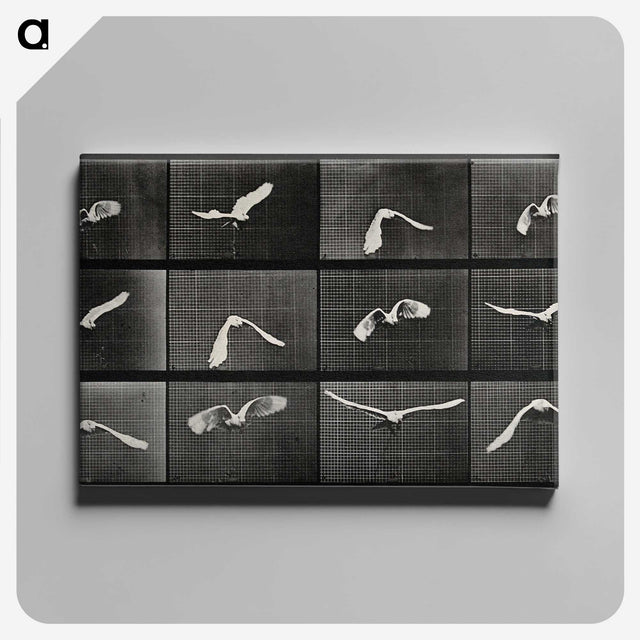1-2_Eadweard-Muybridge_canvas