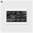 アートポストカード-Parrot in Flight
 - エドワード マイブリッジ Postcard.