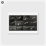 アートポストカード-Parrot in Flight
 - エドワード マイブリッジ Postcard.