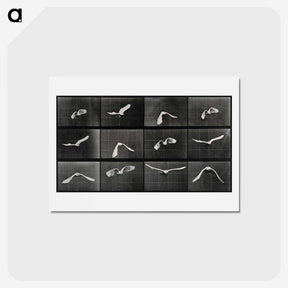 アートポストカード-Parrot in Flight
 - エドワード マイブリッジ Postcard.