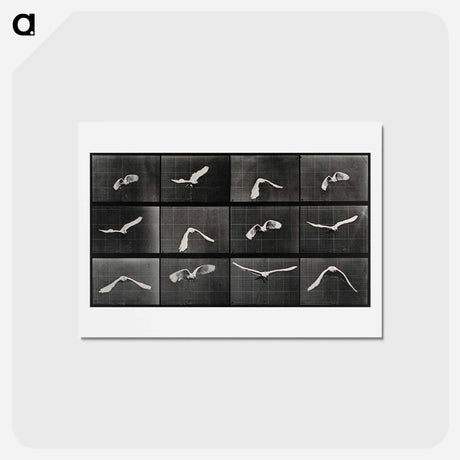 アートポストカード-Parrot in Flight
 - エドワード マイブリッジ Postcard.