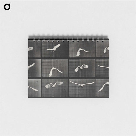 1-2_Eadweard-Muybridge_memo