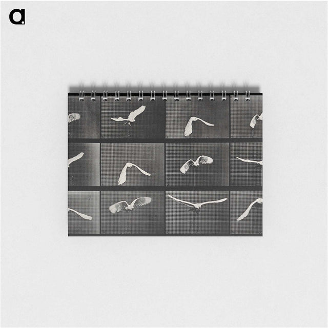 1-2_Eadweard-Muybridge_memo