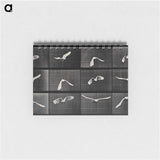 アートメモ帳-Parrot in Flight
 - エドワード マイブリッジ Memo.