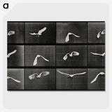 1-2_Eadweard-Muybridge_picture-crop