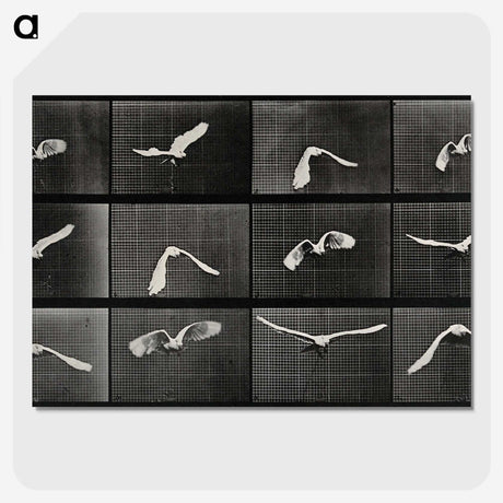 1-2_Eadweard-Muybridge_picture-crop
