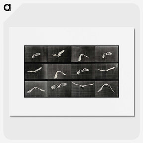 1-2_Eadweard-Muybridge_picture
