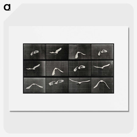 1-2_Eadweard-Muybridge_picture