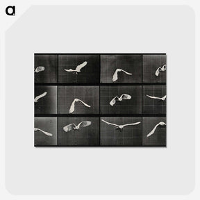 1-2_Eadweard-Muybridge_postcard