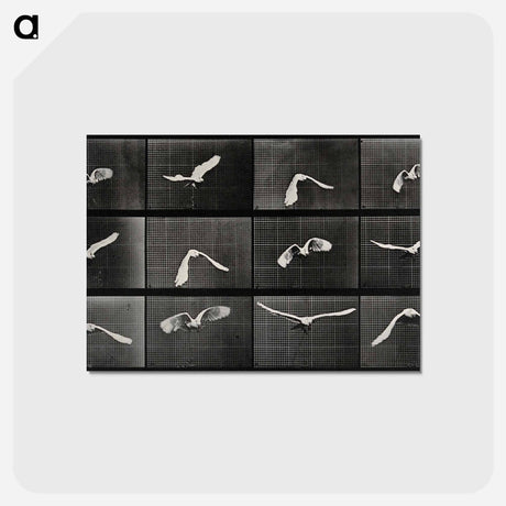 アートポストカード-Parrot in Flight
 - エドワード マイブリッジ Postcard.