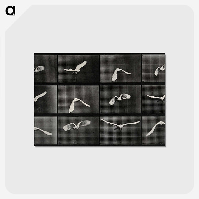 1-2_Eadweard-Muybridge_postcard