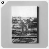 Giraffes in the Zoo - エリック リー ジョンソン Canvas.