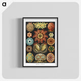 1-2_Ernst-Haeckel_blk-crop