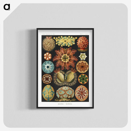 1-2_Ernst-Haeckel_blk-crop