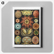1-2_Ernst-Haeckel_canvas