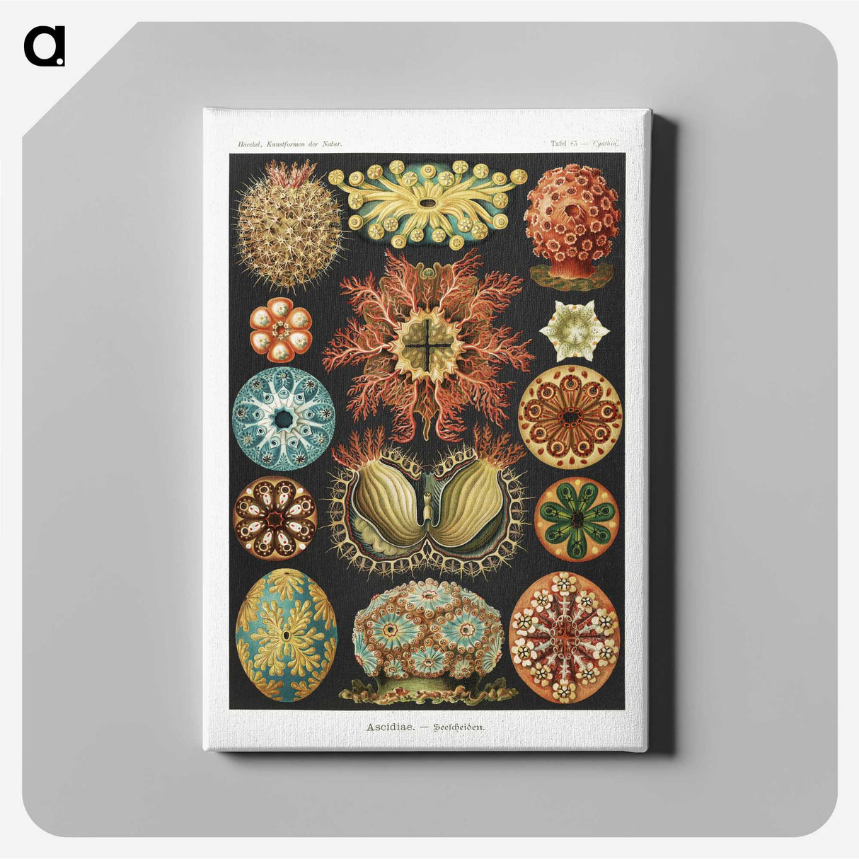 1-2_Ernst-Haeckel_canvas