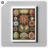1-2_Ernst-Haeckel_canvas