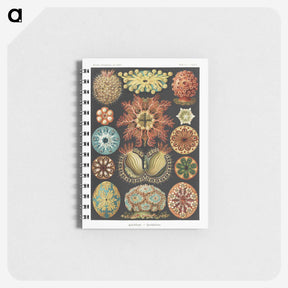 1-2_Ernst-Haeckel_memo