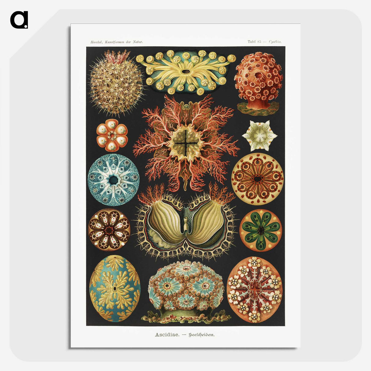 1-2_Ernst-Haeckel_picture-crop