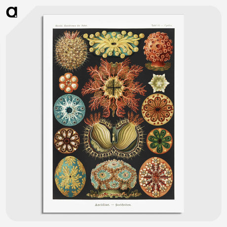 1-2_Ernst-Haeckel_picture-crop