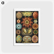 1-2_Ernst-Haeckel_postcard