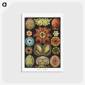 1-2_Ernst-Haeckel_postcard