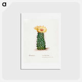 アートポストカード-Beehive Cactus
 - サボテン科 Postcard.