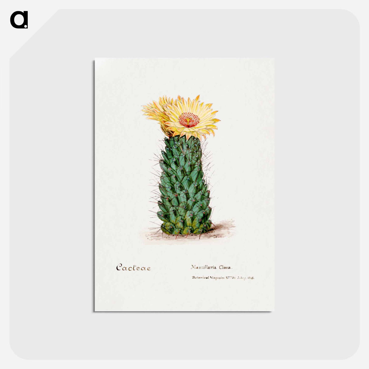 アートポストカード-Beehive Cactus
 - サボテン科 Postcard.
