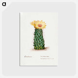 アートポストカード-Beehive Cactus
 - サボテン科 Postcard.