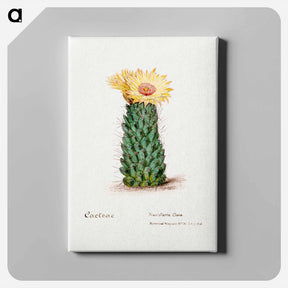 アートパネル-Beehive Cactus
 - サボテン科 Canvas.