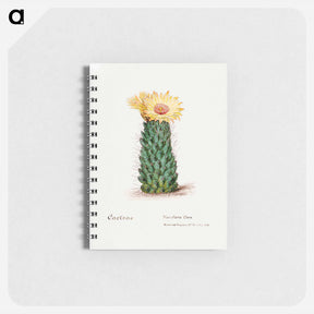 アートメモ帳-Beehive Cactus
 - サボテン科 Memo.