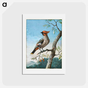 アートポストカード-Bird Study
 - ジョージ エドワーズ Postcard.