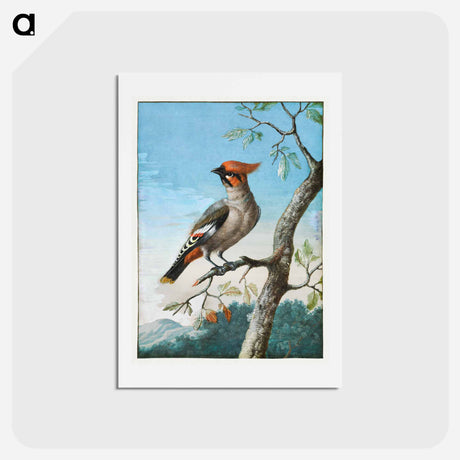 アートポストカード-Bird Study
 - ジョージ エドワーズ Postcard.