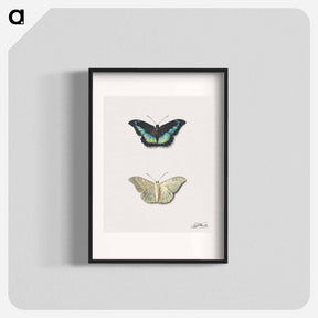 アートポスター-Butterfly, Top and Bottom View
 - ジョージアス ヤコブス ヨハネス ファン オス Poster.