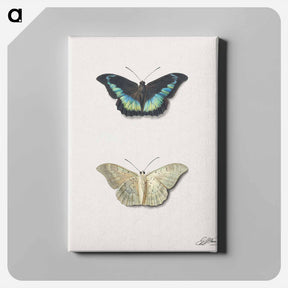 アートパネル-Butterfly, Top and Bottom View
 - ジョージアス ヤコブス ヨハネス ファン オス Canvas.