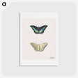 アートポストカード-Butterfly, Top and Bottom View
 - ジョージアス ヤコブス ヨハネス ファン オス Postcard.